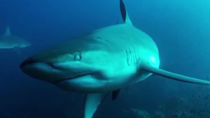 Clipe de coşmar: Autorităţile, în alertă după un atac al unui rechin în California