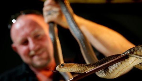 VIDEO. Şarpe veninos, capturat în camera unui copil mic