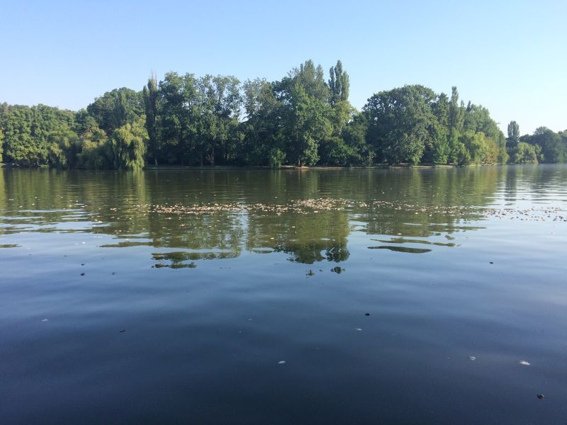 Fenomen straniu pe lacul Herăstrău. Ce a apărut pe apă, sub ochii uluiți ai trecătorilor