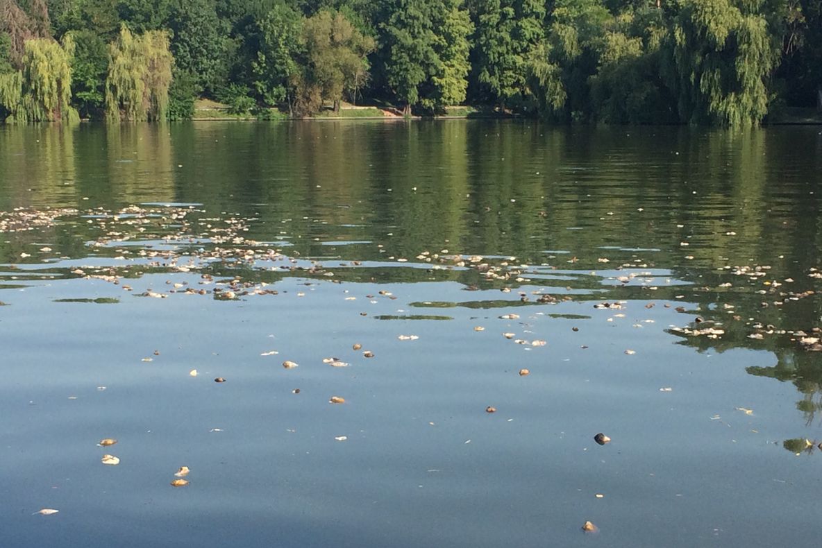 Dezastru natural pe lacul Herăstrău. Mii de scoici moarte, din cauza caniculei