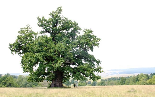 A plantat 1000 de stejari în memoria soţiei lui. Ce a răsărit 10 ani mai târziu este TULBURĂTOR