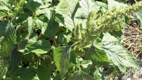 Buruiana-minune din România care ne vindecă de cele mai crunte boli. „Va fi  hrana viitorului“ 