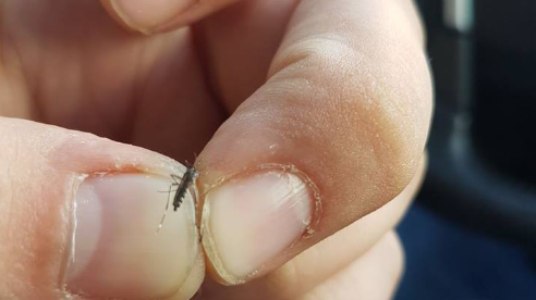 Alertă în Constanța!Țânțarul-tigru, care transmite meningita West Nile, a apărut în centrul orașului