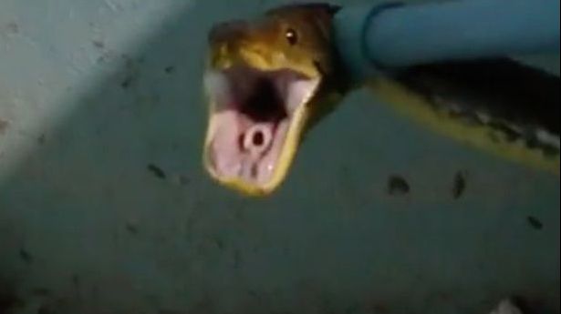 Și-a văzut pisica ucisă, apoi a intrat repede în casă. Ce a urmat este HALUCINANT