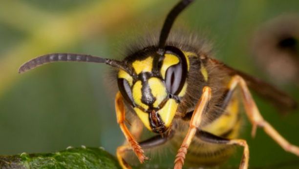 Şapte persoane, printre care un paramedic SMURD, înţepate de viespi. Trei, în şoc anafilactic