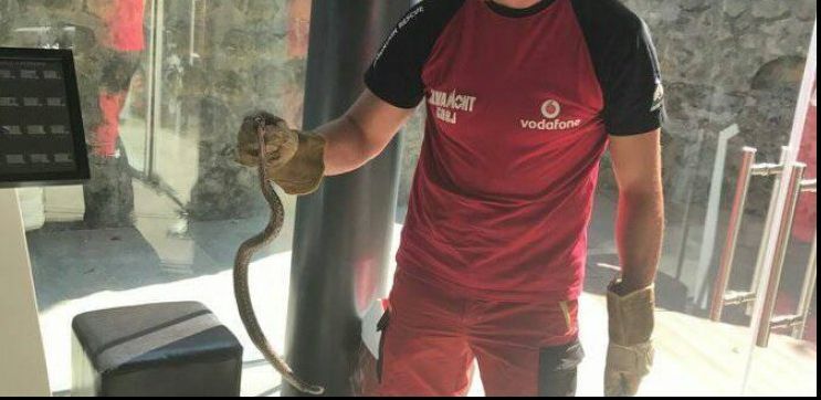 Viperă găsită într-o instituţie publică din România. Angajaţii, la un pas de infarct!