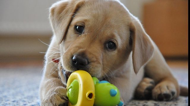 Câine ÎMPUȘCAT MORTAL în plină zi, lângă o școală! Proprietarii sunt ÎNGROZIȚI