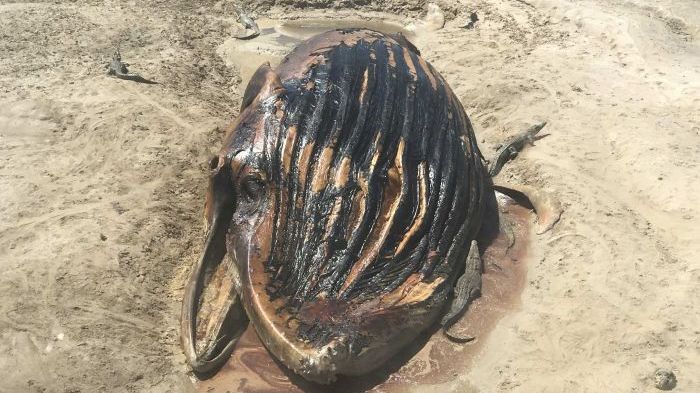 Imaginea unică surprinsă de un fotograf: prada uriașă a crocodililor înfometați