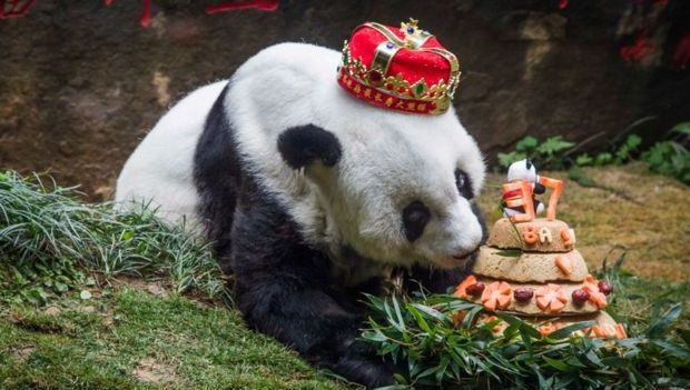 A murit Basi, cel mai bătrân urs panda din lume. Câţi ani avea