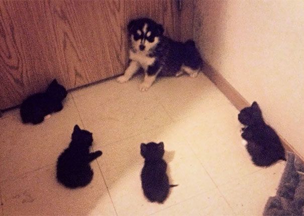 Cât de inteligenţi sunt, de fapt, câinii? S-a aflat adevărul!