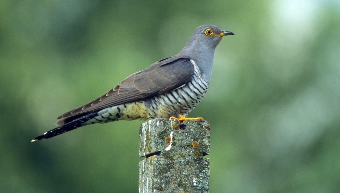A auzit cucul cântând noaptea de 3 ori. Când a aflat ce înseamnă a înlemnit 