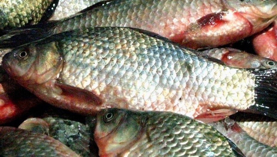 Percheziții în Capitală și în două județe la suspecți de evaziune în comerțul cu pește