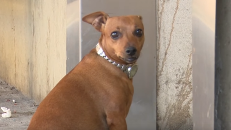 Emoționant! O cățelușă și-a așteptat ore în șir stăpânul la ușa spitalului
