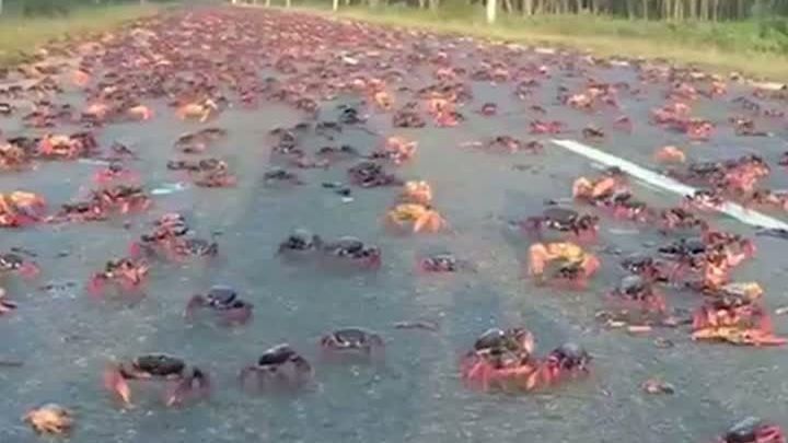Uraganul Irma a adus mii de crabi pe străzile din Florida VIDEO