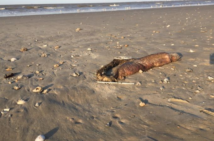 Creatura BIZARĂ care a apărut pe plajă, după uraganul Harvey: NU seamănă cu nimic din ce ştii!