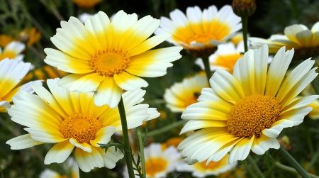 După 20 ani de cercetare, românii au inventat crizantema comestibilă. Ai mânca aşa ceva?