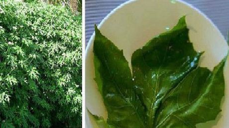 Se spune că această plantă este "darul zeilor". Motivul te va uimi