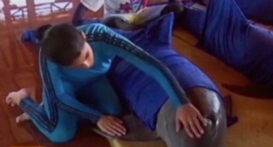 Au evacuat delfinii cu elicopterul din fața uraganului. IMAGINI uluitoare