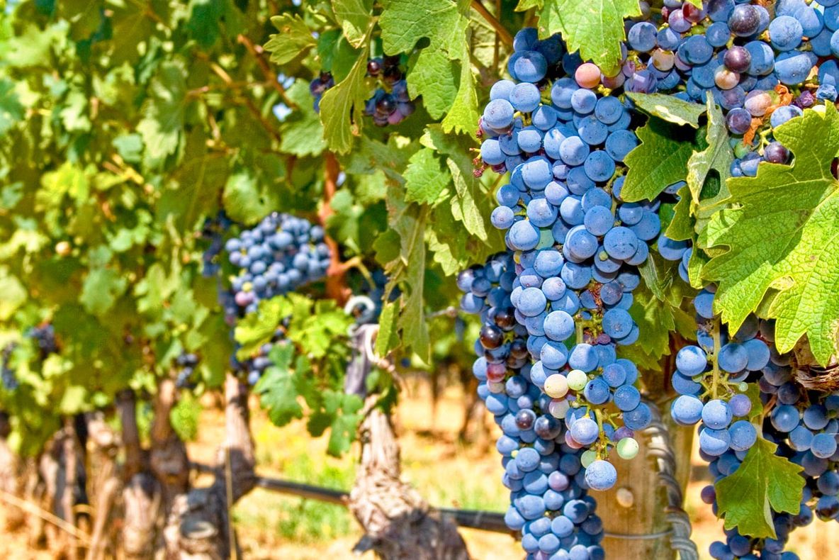 MOTIVUL ULUITOR pentru care în Franţa au dispărut, într-o singură noapte, 7 tone de struguri din vii