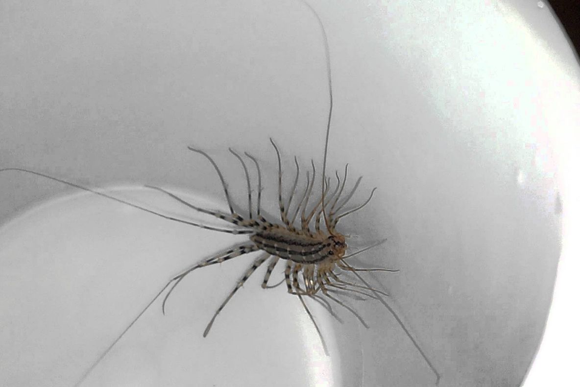 Gândacul pe care nu ar trebui să-l omorî când îl vezi! Motivul poate să te surprindă 