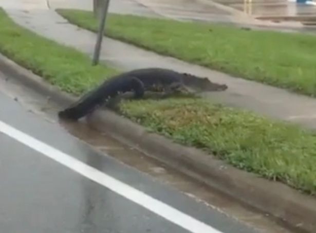 Crocodili uriași, pe străzile orașelor din Florida, după uragan