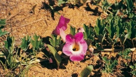 Planta care îţi ia durerea cu mâna. Iată cât de multe boli tratează!