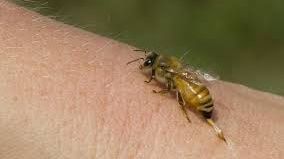 Tragedie! Un bărbat din Oradea a murit după ce a fost înțepat de o albină