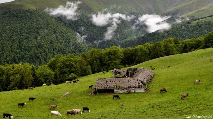 Minunea de la stână. Povestea incredibilă a copilului născut în mijlocul naturii