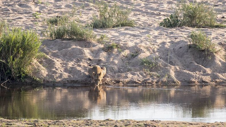 Un leu bea liniștit apă pe marginea râului. Ce urmează după 30 de secunde este incredibil