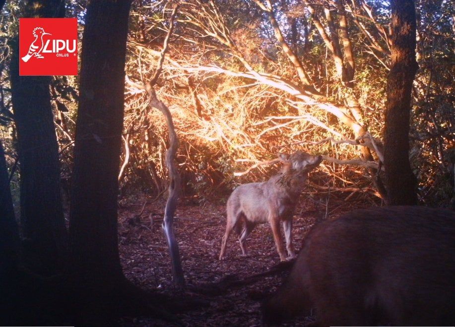 Apariţie extraordinară în Roma! Au fost dispăruţi timp de un secol - GALERIE FOTO