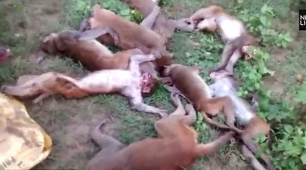 12 maimuţe au făcut infarct după ce au fost speriate de un tigru 