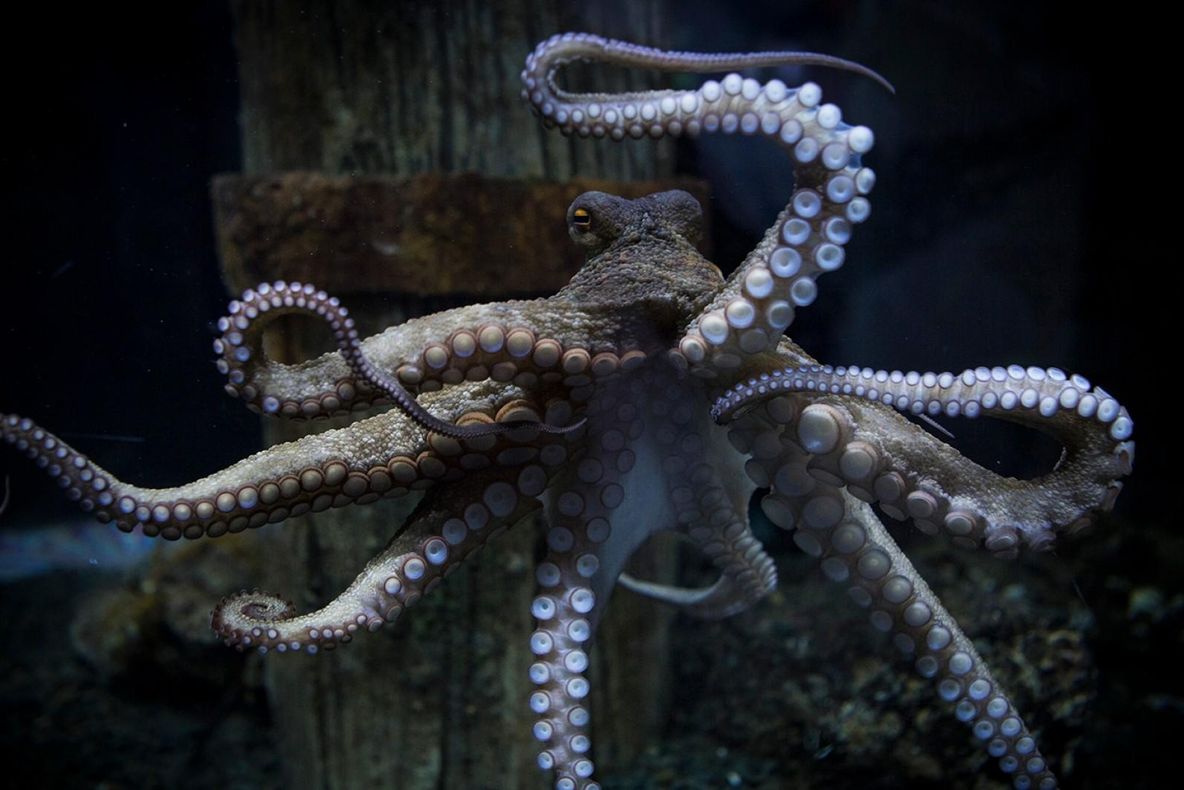 Descoperire fantastică: un oraș construit de caracatițe, găsit în abisul mării. Cum arată