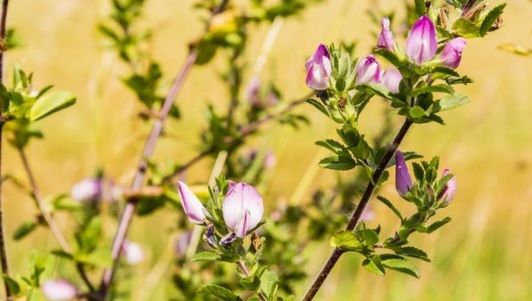 Osul iepurelui, planta care tratează rapid afecţiunile urinare şi combate pietrele la rinichi