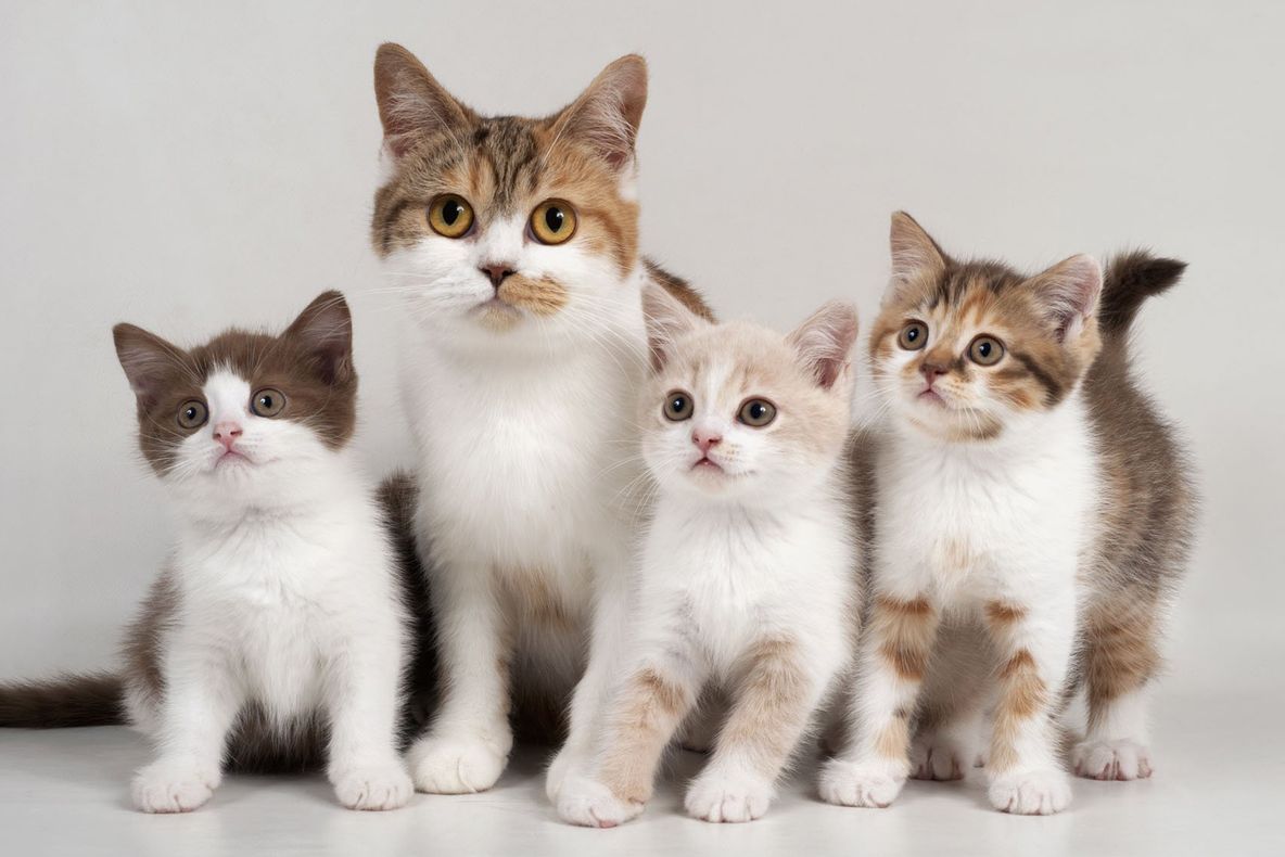 Oraşul din România în care nu ai voie să ai mai mult de două pisici