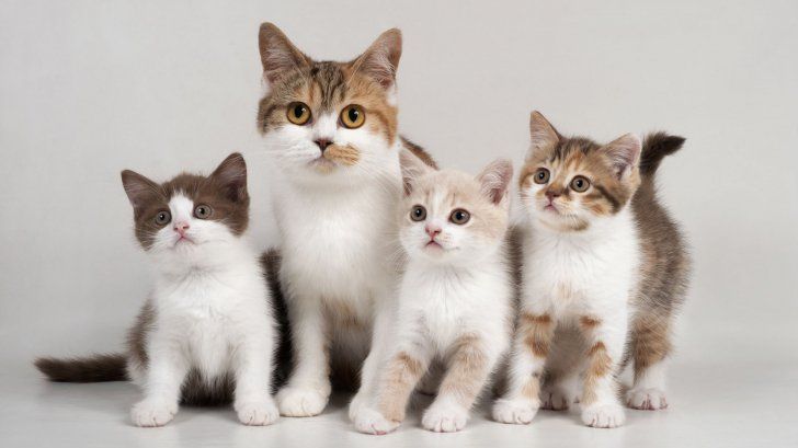 Reacţie dură, după ce un edil a interzis oamenilor să aibă mai mult de două pisici: "Este o prostie"