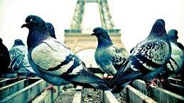 Cum sunt speriaţi PORUMBEII în Paris, după ce au transformat centrul într-un adevărat IAD