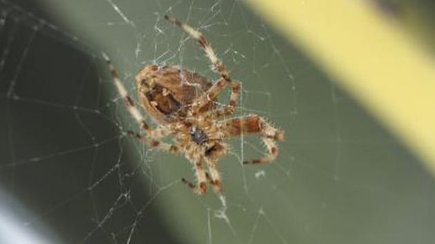 Planta care ţine departe şoarecii, păianjenii şi insectele din casă