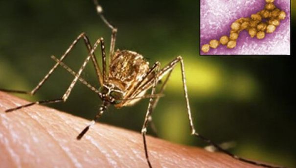 Alertă medicală în Capitală din cauza virusului West Nile