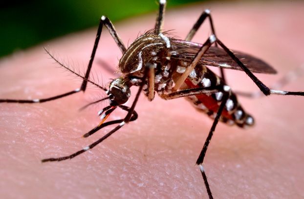 Alertă medicală în România! Doi bărbați din Dolj infectați cu virusul West Nile