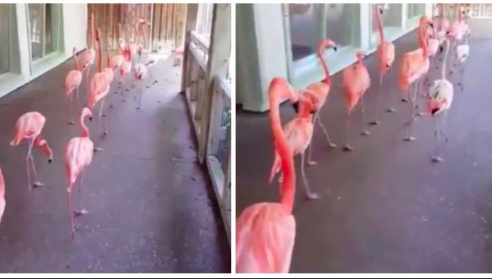 Uraganul Irma: cel mai ordonat grup care aşteaptă să fie SALVAT. Imaginea, emoţionantă