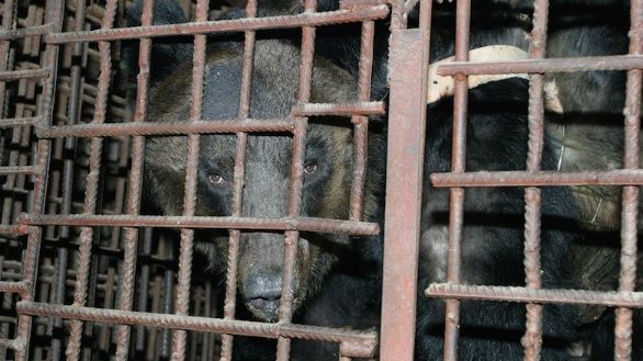 ÎNFIORĂTOR! Un URS a fost silit să stea 9 ani încins într-o vestă de fier. Când l-au eliberat, ŞOC!