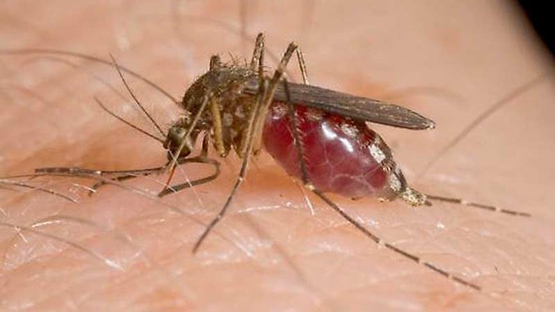 Noi cazuri de infecţie cu virusul West Nile. Simptomele care te trimit de urgenţă la medic