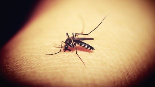 Primele simptome care îţi arată că ai fost infectat cu virusul West Nile. Mergi URGENT la medic!