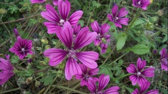 Planta puţin cunoscută care te scapă de faringită, bronșită, tuse și răgușeală. E foarte comună!