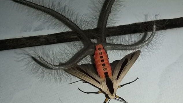 O creatură ciudată a speriat un întreg continent: ”O să ard casa dacă o găsesc în apartamentul meu”