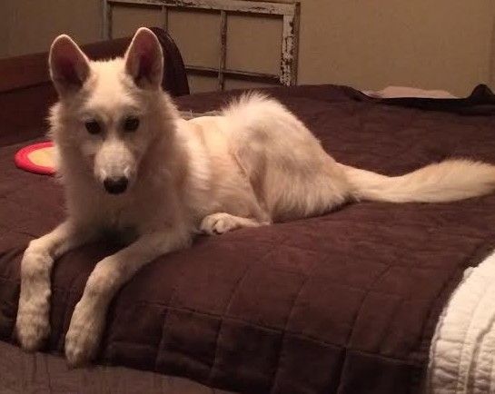 A cumpărat câinele după ce a văzut un anunţ un ziar. Dar avea să regrete. Ce animal s-a dovedit a fi