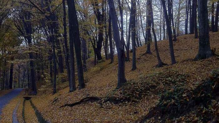 VIDEO. Monstrul care şi-a torturat ore întregi fiul într-o pădure, dus cu forţa la psihiatrie