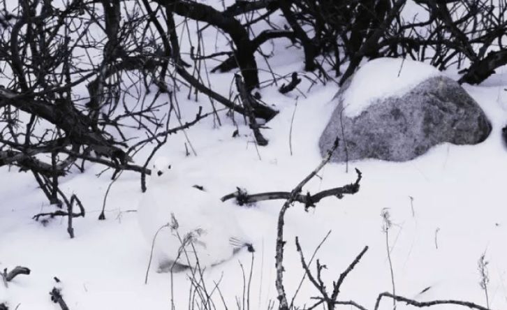 Psihologii au spus că bărbaţii şi femeile care găsesc vieţuitoarea din poză sunt chiar inteligenţi