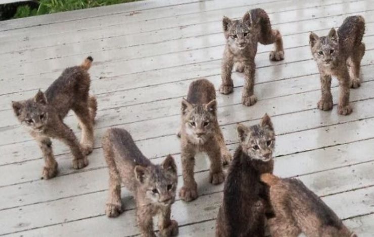 A crezut că sunt pisici, a vrut să le crească. S-a uitat mai bine, a încremenit. Ce animale erau