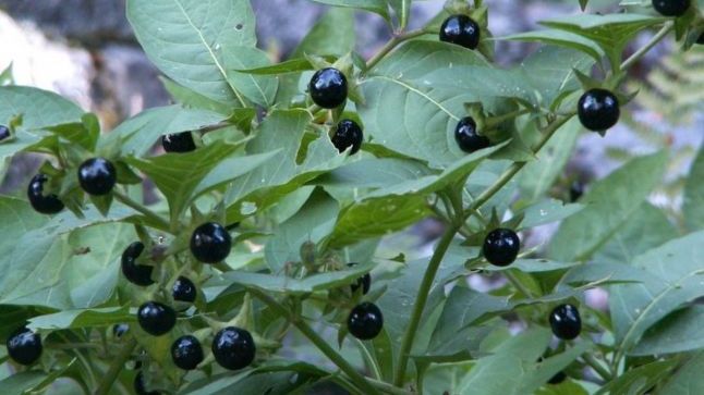 Copii în stare gravă, după ce au confundat strugurii cu mătrăguna. Un băiețel de 7 ani a murit